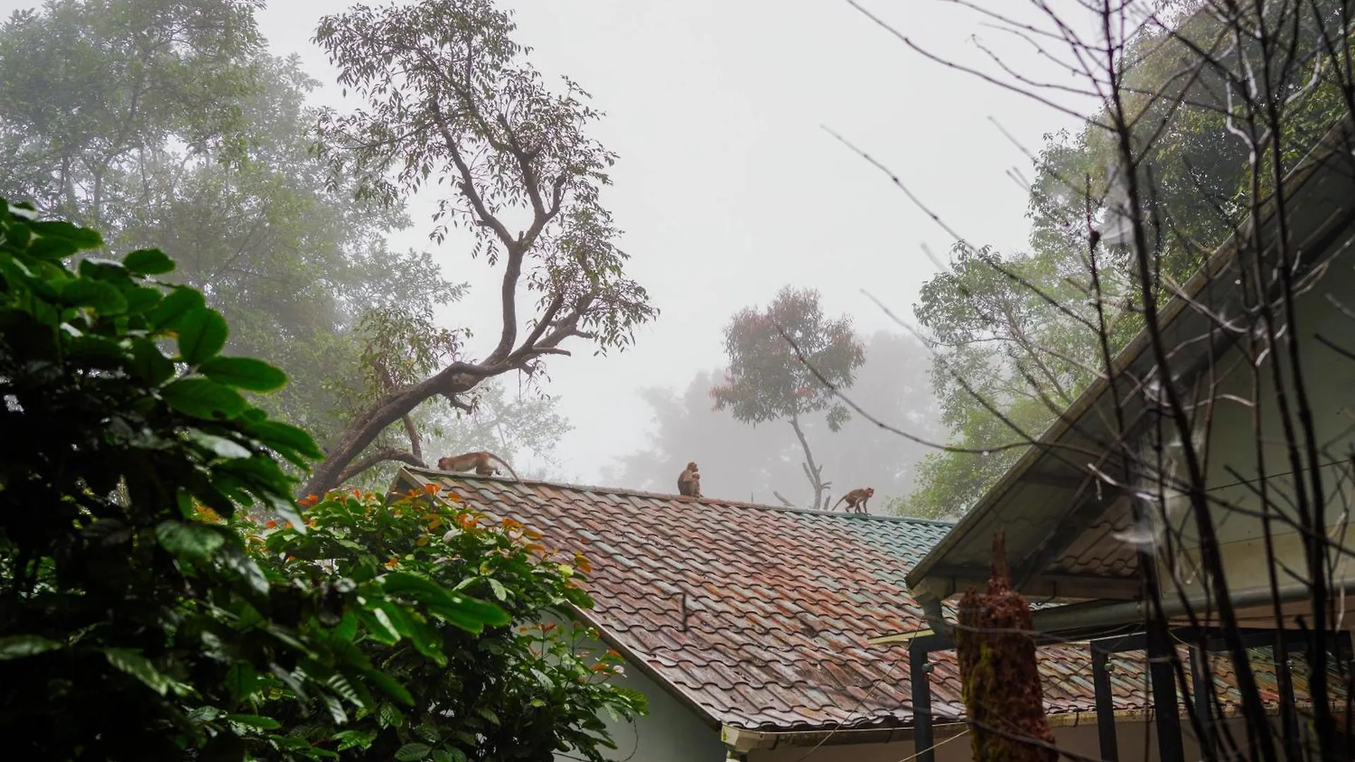 Lakkidi Mist Resort Vythiri